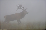 ziehend... Rothirsch *Cervus elaphus*