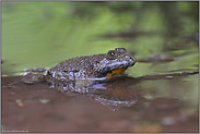 Lebensraum Wasser... Gelbbauchunke *Bombina variegata*