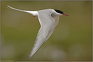 elegante Flugkünstler... Küstenseeschwalbe *Sterna paradisaea*