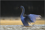 Wassertropfen glitzern ... Höckerschwan *Cygnus olor*