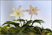 Frühblüher... Buschwindröschen *Anemone nemorosa*