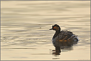 Seltenheit in NRW... Schwarzhalstaucher *Podiceps nigricollis*