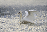 im zweiten Lebensjahr... Höckerschwan *Cygnus olor*