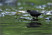 im Gegenlicht... Wasseramsel *Cinclus cinclus*