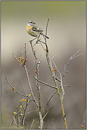 angekommen... Schwarzkehlchen *Saxicola torquata*