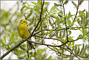 im Weidengebüsch "Vogel des Jahres 1999"... Goldammer *Emberiza citrinella*