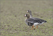 ein Pärchen... Blässgänse *Anser albifrons*