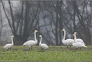 drei Arten am Niederrhein... Singschwan, Höckerschwan, Zwergschwan *Cignus*