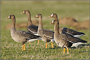 angespannt... Blässgänse *Anser albifrons*