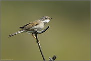 hoch oben... Dorngrasmücke *Sylvia communis*