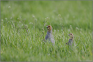 Neugierde... Rebhühner *Perdix perdix*