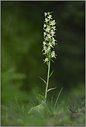 am Waldrand... Grünliche Waldhyazinthe *Platanthera chlorantha*