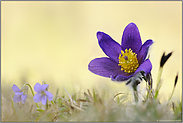 Frühblüher... Gewöhnliche Kuhschelle *Pulsatilla vulgaris*