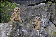 wieder erfolgreich... Europäischer Uhu *Bubo bubo*