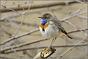 aufgeplustert... Blaukehlchen *Luscinia svecica*