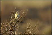 im Licht der aufgehenden Sonne... Bluthänfling *Carduelis cannabina*