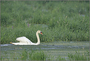 Lebensraum... Höckerschwan *Cygnus olor*