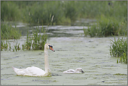 gefährliche Zeiten... Höckerschwan *Cygnus olor*