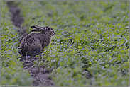 dämmerungsaktiv... Feldhase *Lepus europaeus*