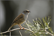 singend... Heckenbraunelle *Prunella modularis*