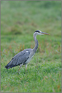 unterwegs in der Feuchtwiese... Graureiher *Ardea cinerea*