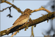 seltene Beobachtung "Vogel des Jahres 1988"... Wendehals *Jynx torquilla*