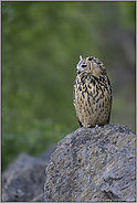 alles fest im Blick... Europäischer Uhu *Bubo bubo*