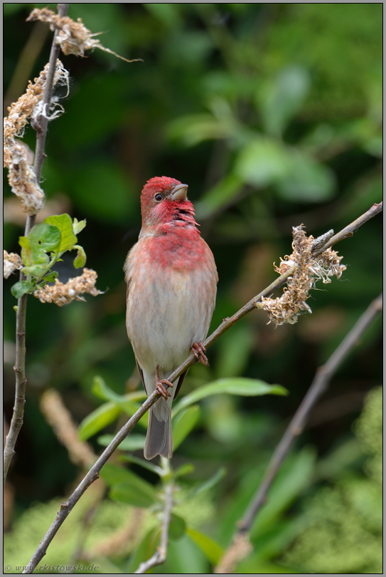 seltener Durchzügler... Karmingimpel *Carpodacus erythrinus*