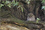 im Tagesversteck... Steinkauz *Athene noctua*