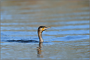 nach dem Tauchgang... Kormoran *Phalacrocorax carbo*