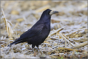 frostig "Vogel des Jahres 1986"... Saatkrähe *Corvus frugilegus*
