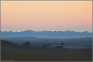 stimmungsvoll... Rotwild *Cervus elaphus*