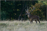 majestätisch... Rothirsch *Cervus elaphus *