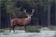 ein Jahr zuvor... Rothirsch *Cervus elaphus*