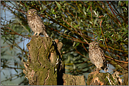 Aufregung im Steinkauzrevier... Steinkäuze *Athene noctua*