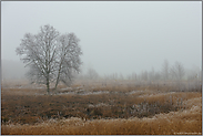 erster Frost... Moorlandschaft *Hochmoor*