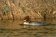 das Weibchen... Gänsesäger *Mergus merganser*