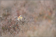 in der Heide... Bluthänfling *Carduelis cannabina *