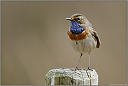 blaue Brust, ernster Blick... Blaukehlchen *Luscinia svecica*