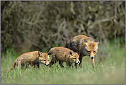 Fähe mit Welpen... Rotfuchs *Vulpes vulpes*