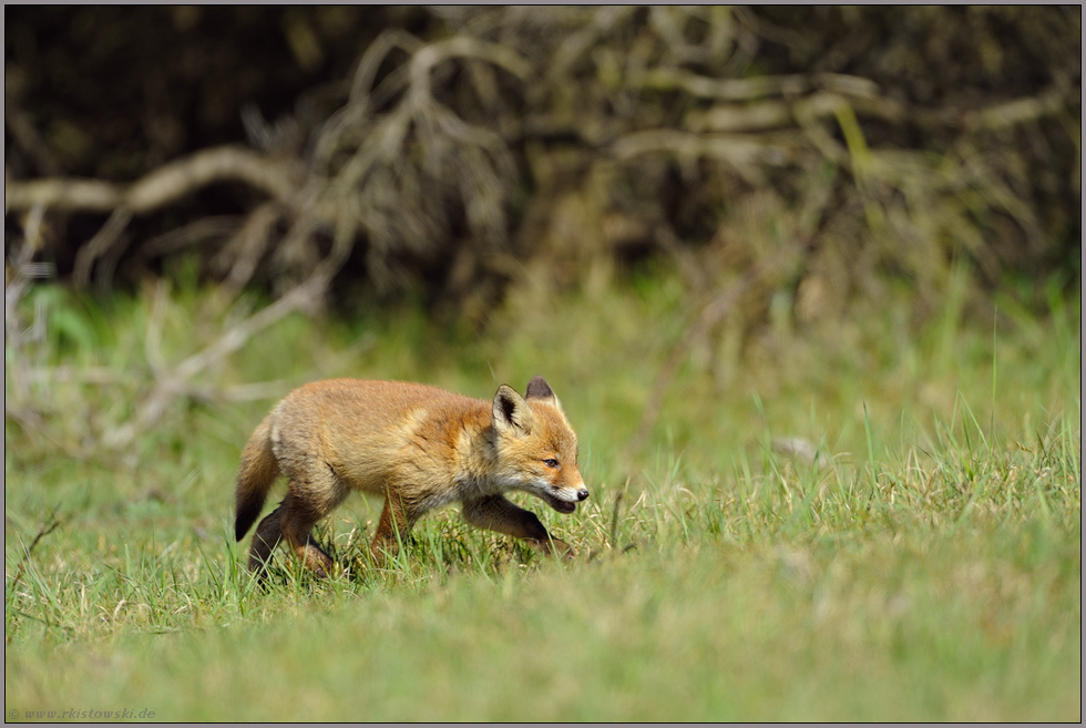 Jungfuchs unterwegs... Rotfuchs *Vulpes vulpes *