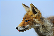 im Portrait... Rotfuchs *Vulpes vulpes*