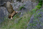 fest im Blick... Europäischer Uhu *Bubo bubo*