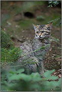 Jungtier... Europäische Wildkatze *Felis silvestris*