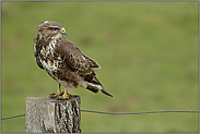 es gibt sie also doch... Mäusebussard *Buteo buteo*