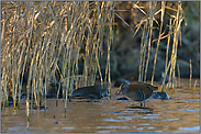 in ihrem Revier... Wasserralle *Rallus aquaticus*