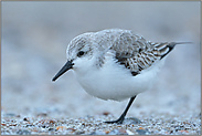 kalte Füße... Sanderling *Calidris alba*