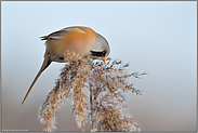 ganz weit oben... Bartmeise *Panurus biarmicus*