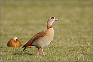 zwei Neozoen... Nilgans *Alopochen aegyptiacus*