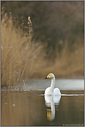 Schwanensee... Singschwan *Cygnus cygnus*